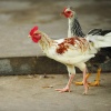 Chickens