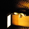 Crazy lizard