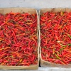 Chiles!