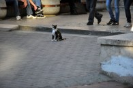 MCM_6753 A cat guards the entrance to the subway