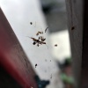 Spiderweb