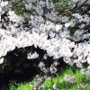 cherryblossoms