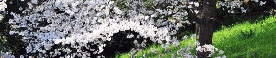 cherryblossoms