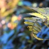 fern