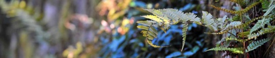 Fern