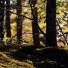 forestfloor