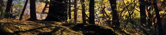 forestfloor