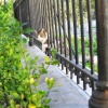 RailCat