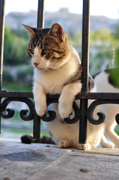 RailCat