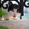 Don't be fooled by his cute looks