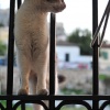 Trying to one-up RailCat